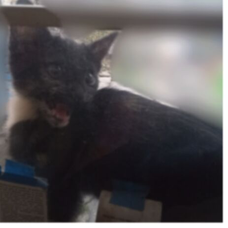 cartel de gato perdido