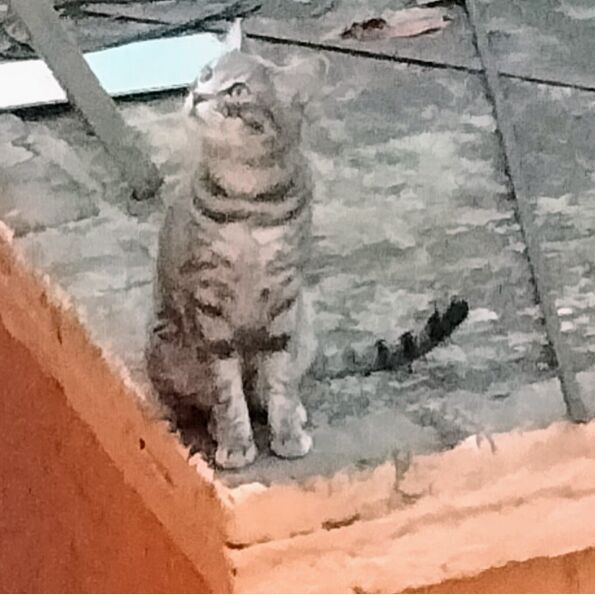 cartel de gato perdido