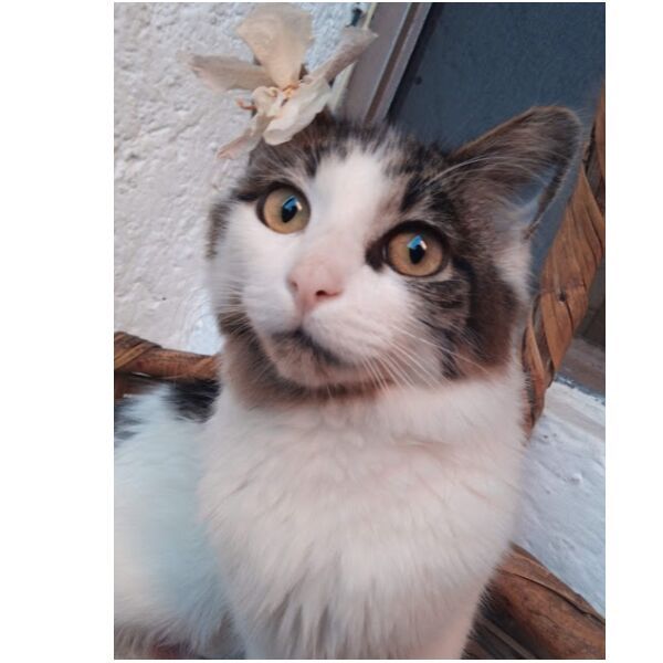 cartel de gato perdido