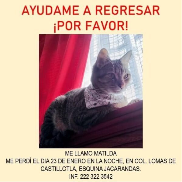 cartel de gato perdido