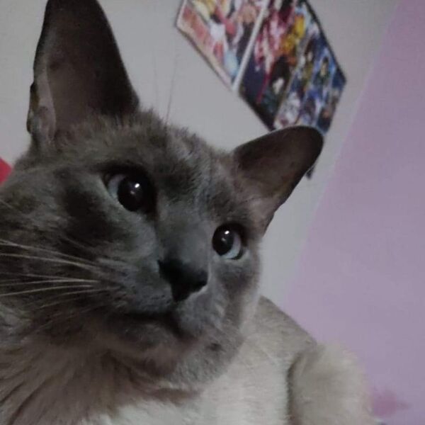 cartel de gato perdido