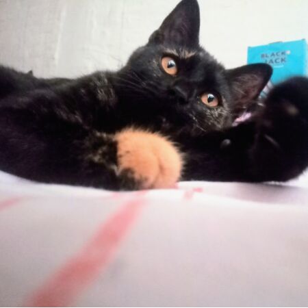 cartel de gato perdido