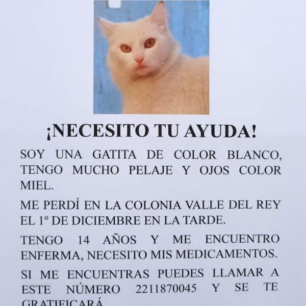 cartel de gato perdido