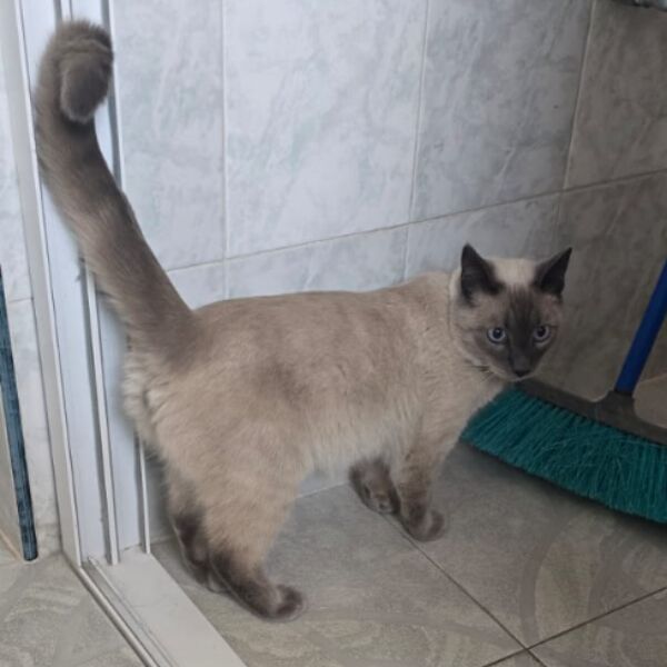 cartel de gato perdido