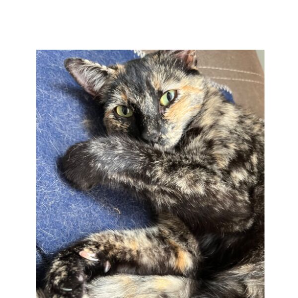 cartel de gato perdido