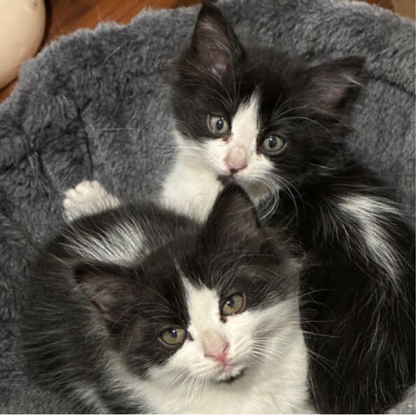 cartel de gato perdido