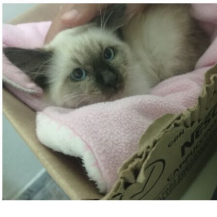 cartel de gato perdido