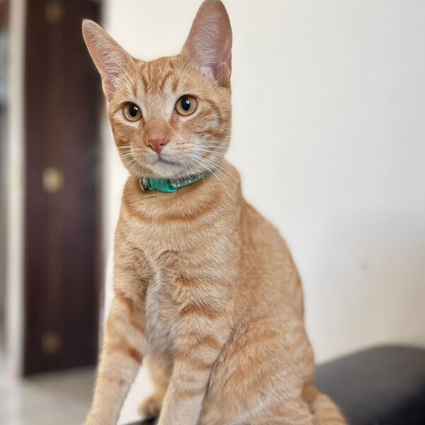 cartel de gato perdido