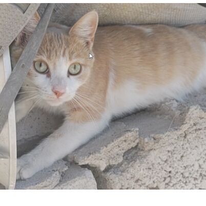 cartel de gato perdido