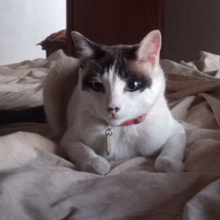 cartel de gato perdido