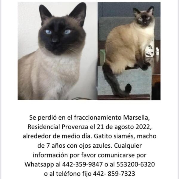 cartel de gato perdido