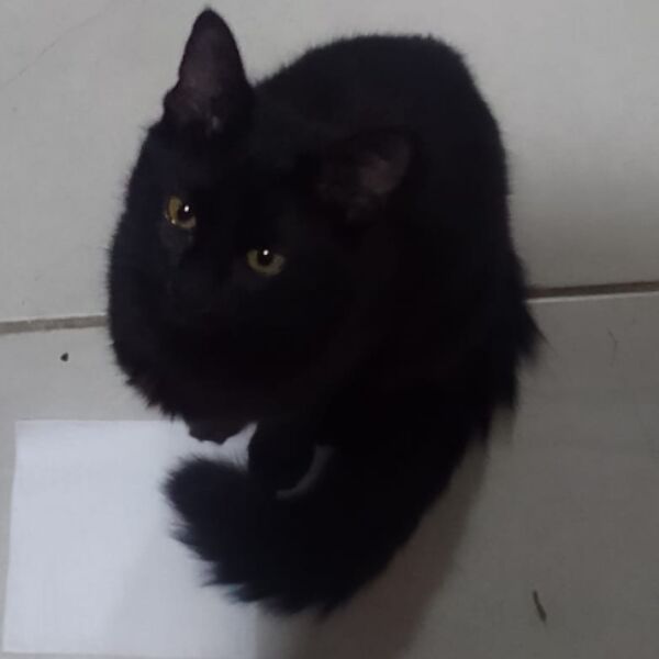 cartel de gato perdido