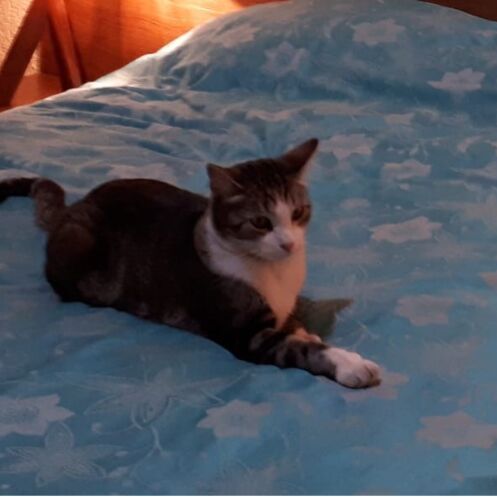cartel de gato perdido