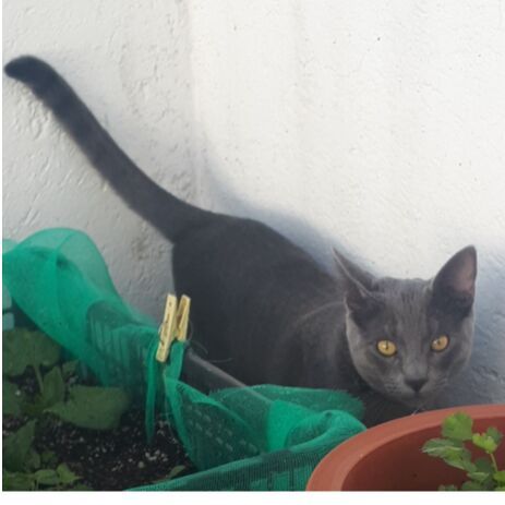 cartel de gato perdido