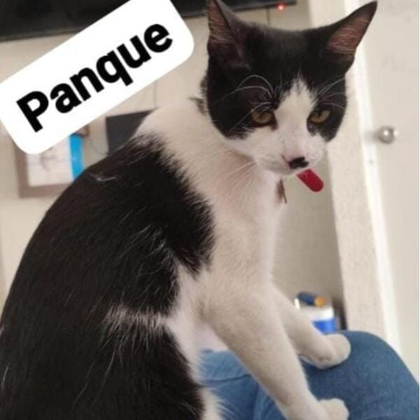 cartel de gato perdido