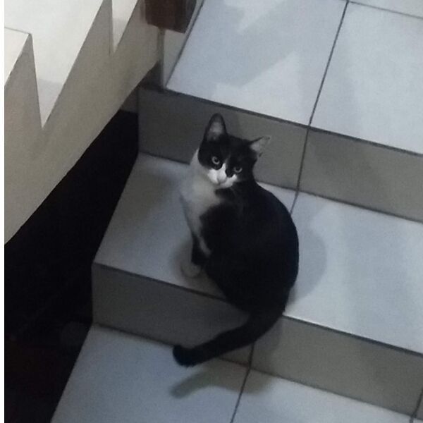 cartel de gato perdido