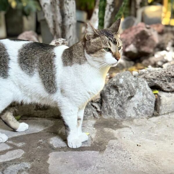 cartel de gato perdido