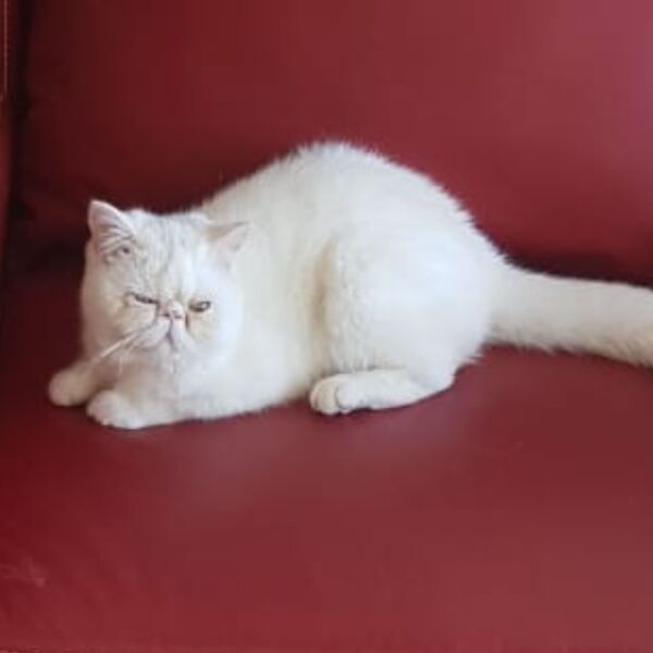 cartel de gato perdido