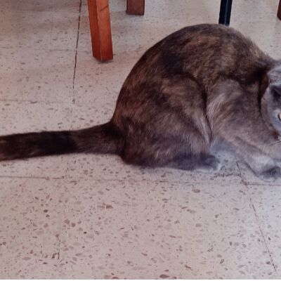 cartel de gato perdido