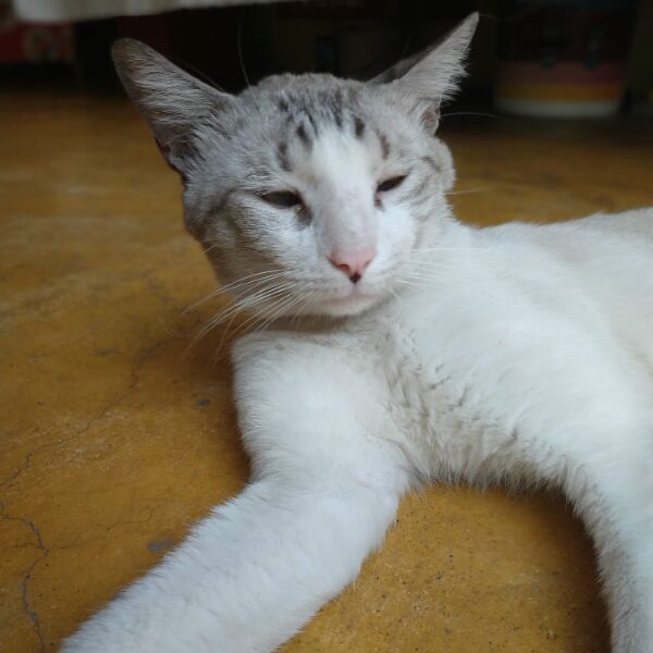 cartel de gato perdido