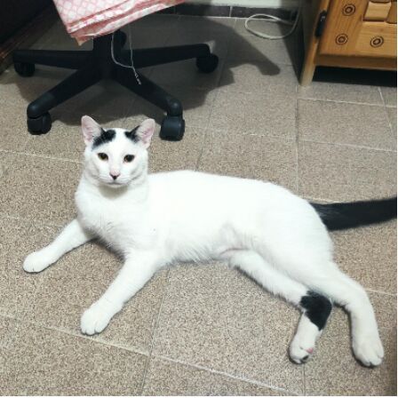 cartel de gato perdido