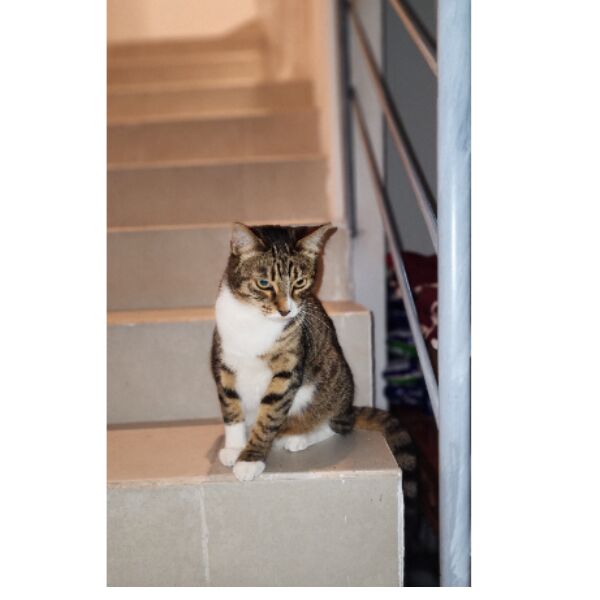 cartel de gato perdido