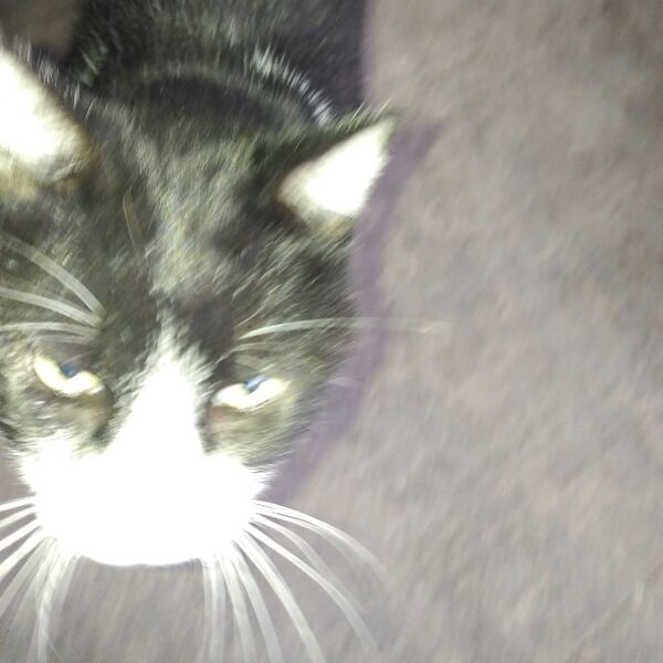 cartel de gato perdido