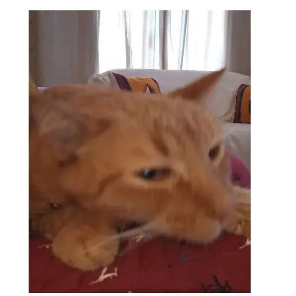 cartel de gato perdido