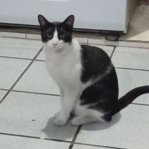 cartel de gato perdido