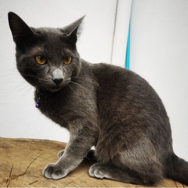 cartel de gato perdido