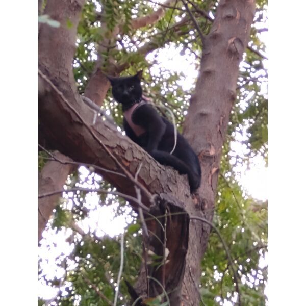 cartel de gato perdido