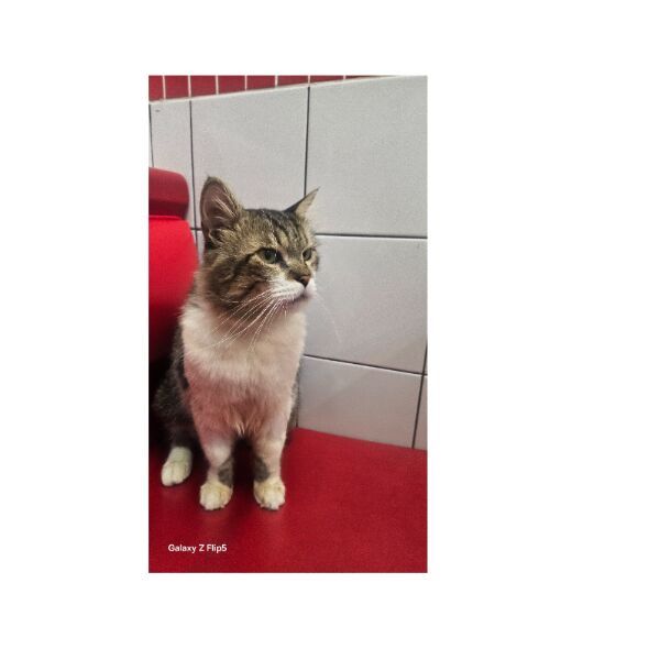 cartel de gato perdido