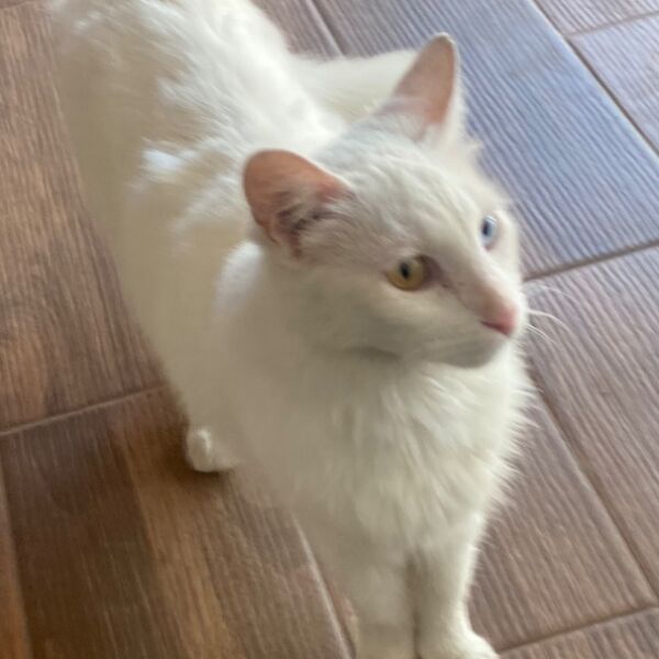 cartel de gato perdido