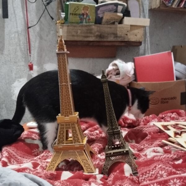 cartel de gato perdido