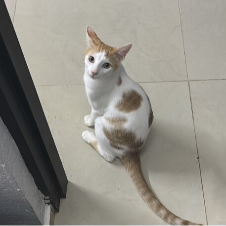 cartel de gato perdido