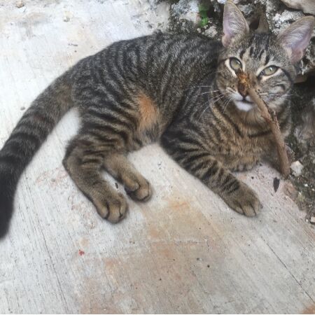 cartel de gato perdido