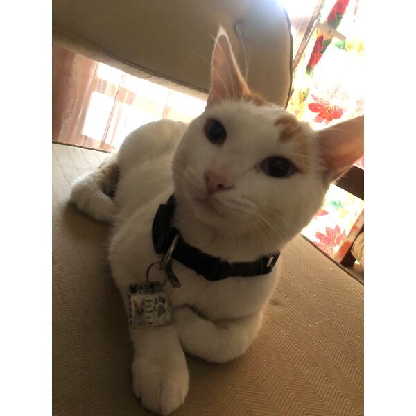 cartel de gato perdido