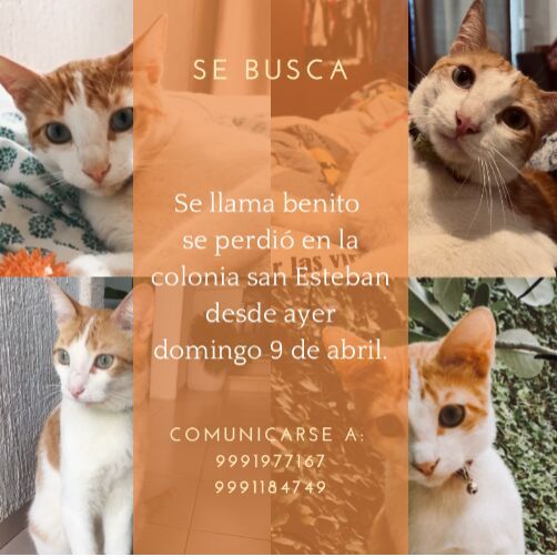 cartel de gato perdido