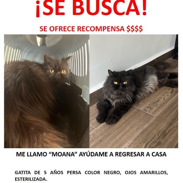 cartel de gato perdido