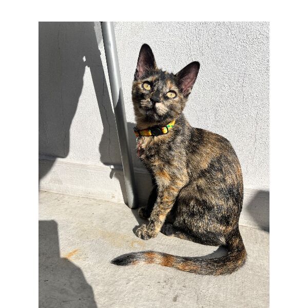 cartel de gato perdido