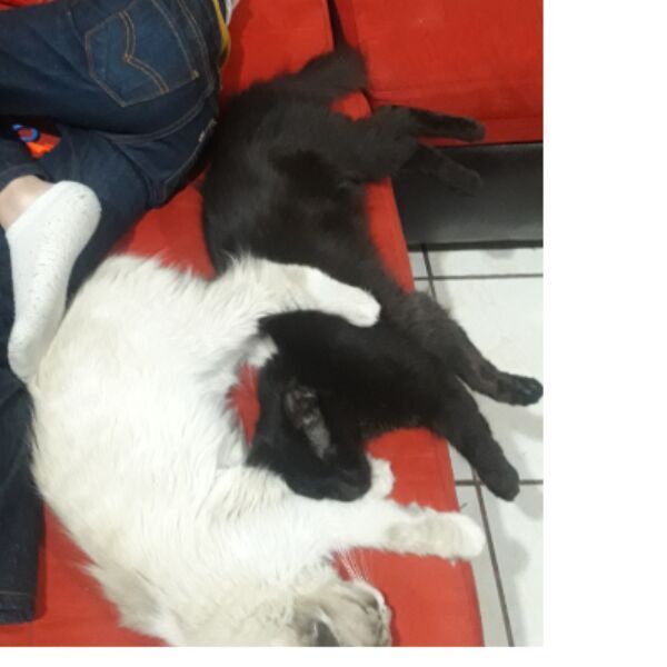 cartel de gato perdido