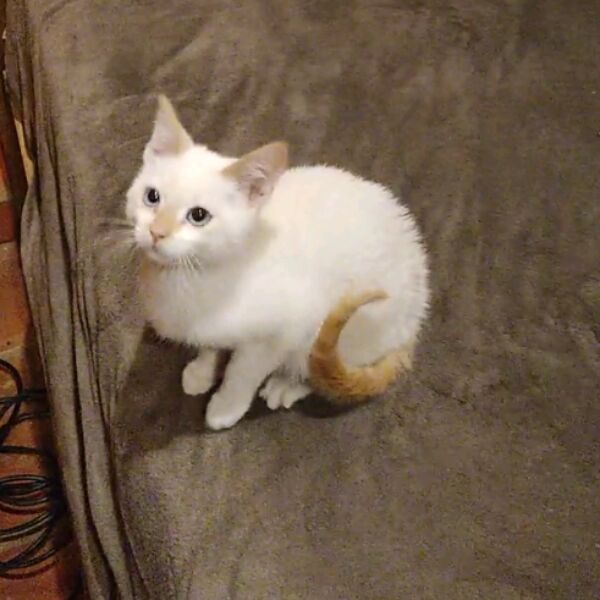 cartel de gato perdido