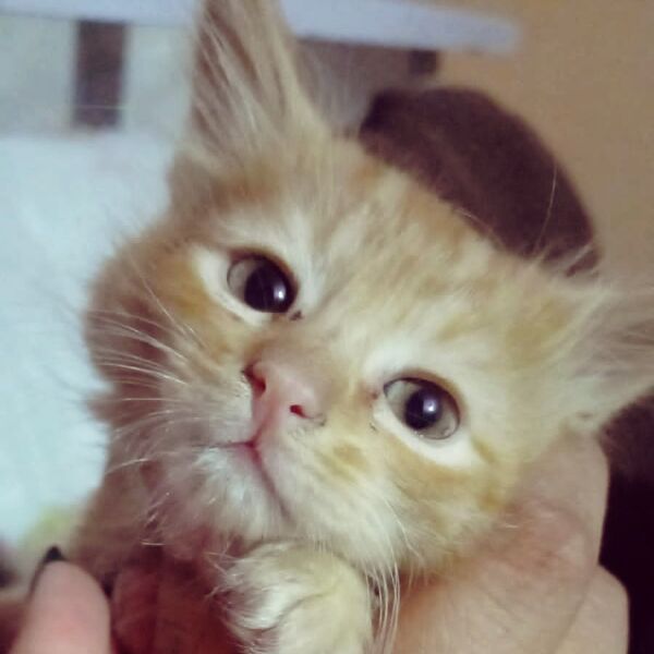 cartel de gato perdido