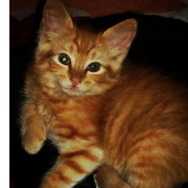 cartel de gato perdido