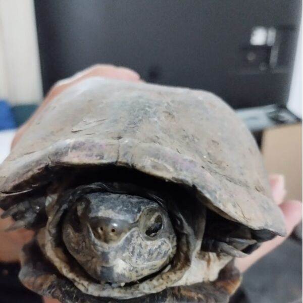 cartel de otro perdido