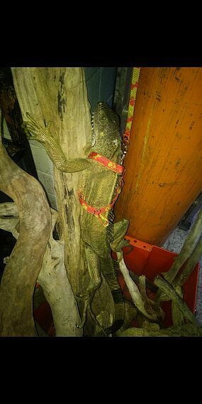 cartel de otro perdido