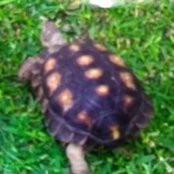 cartel de otro perdido