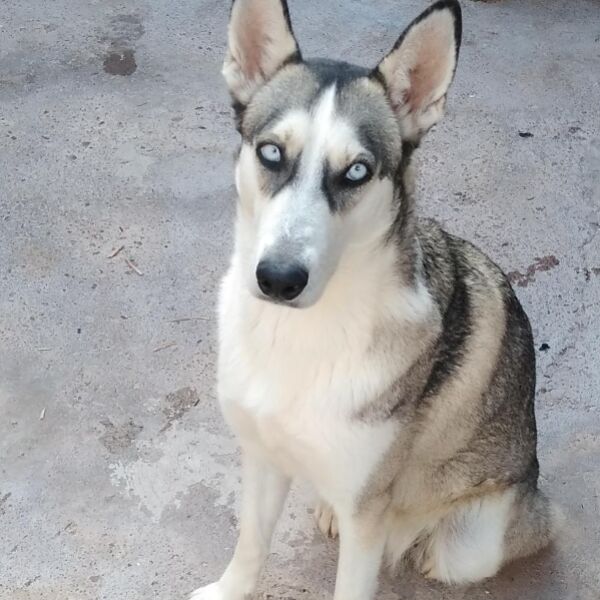 cartel de perro en_adopcion