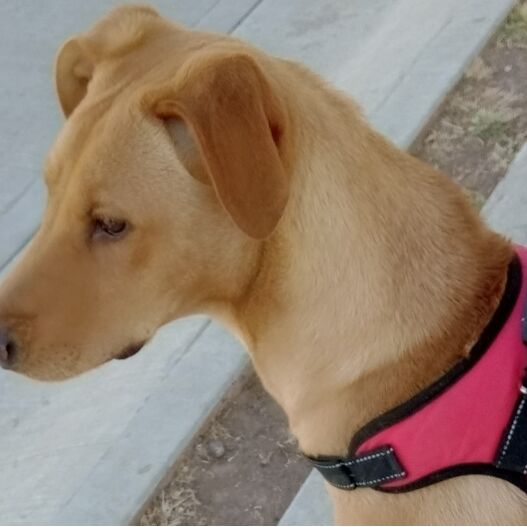 cartel de perro en_adopcion