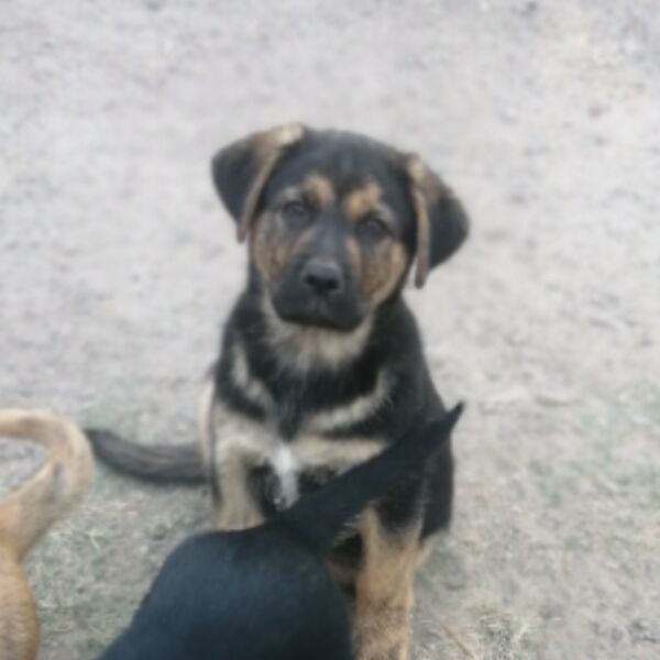 cartel de perro en_adopcion